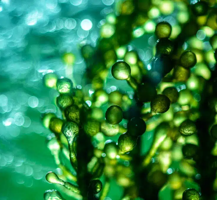MAPFRE lanza el primer fondo de inversión de biometano en Europa